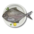 Black Pomfret(500g)