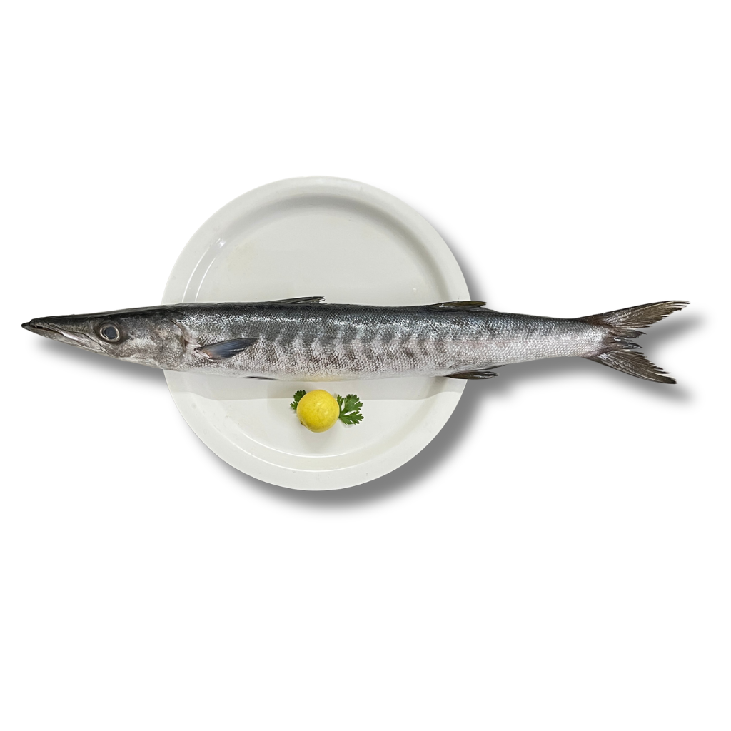 Barracuda/Sheela - 1 Kg