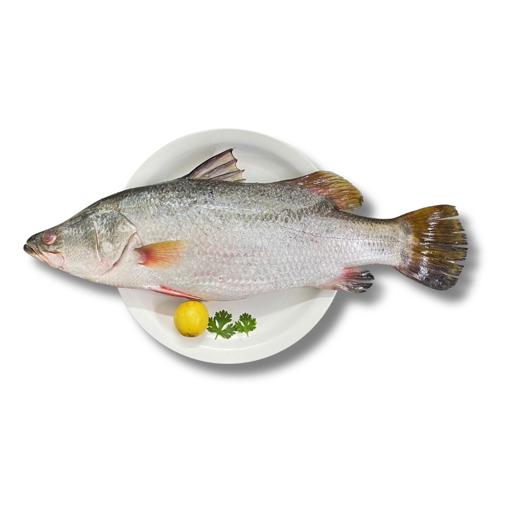 Seabass/Barramundi/Betki Cut Pieces (250g)
